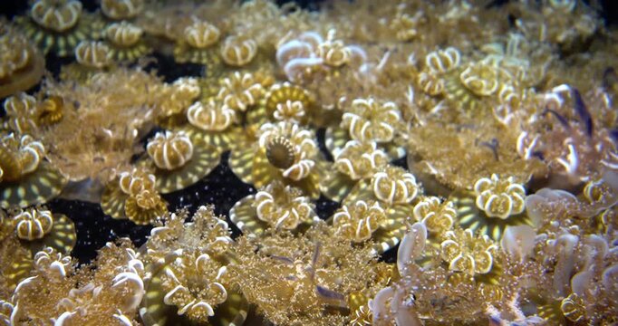 Zoanthids Coral Polyps at Henry Doorly Zoo, Omaha, Nebraska
