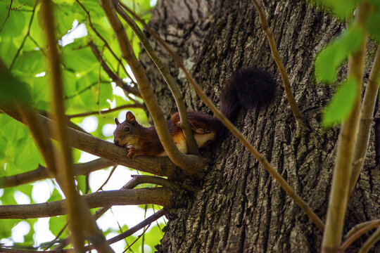 A squirrel in the trees.