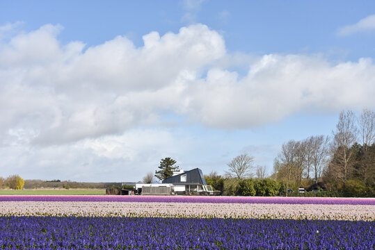 Dutch Flower Fields in Famous Bollenstreek Region Near Amsterdam, Netherlands