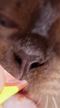 Vertical video. Siamese Cat Licks Creamy Treat Held by Human Hand, Isolated on Black Background, Showing Pet Care and Feeding