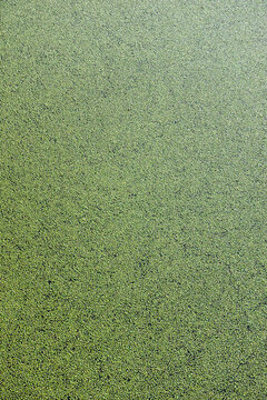Pond With Excessive Algae Growth in Domburg, Zeeland, Netherlands