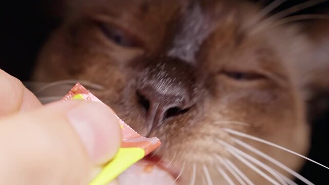 Siamese Cat Licks Creamy Treat Held by Human Hand, Isolated on Black Background, Showing Pet Care and Feeding