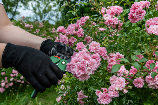 Hands pruning light pink rose bush with green secateurs in blooming garden, floral care concept