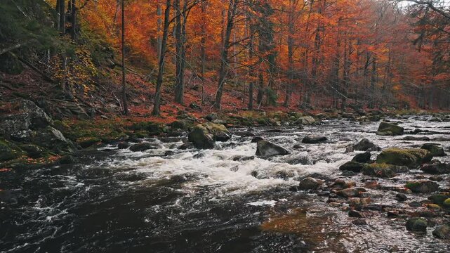 Smooth cinematic flight above a rocky forest stream surrounded by vibrant autumn foliage. Features authentic rushing water and real birdsong, creating a peaceful natural woodland atmosphere.