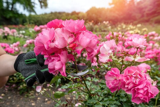 Woman in gardening gloves deadheading beautiful pink floribunda roses with secateurs on a sunny day