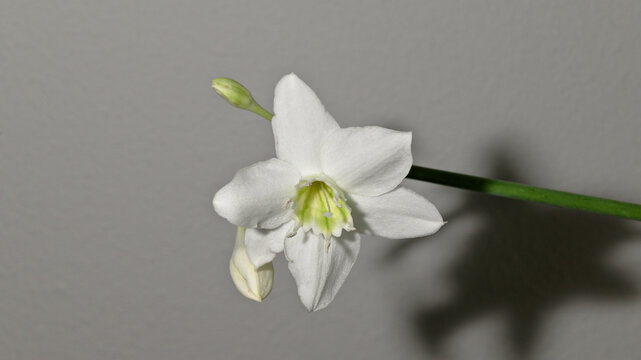 White Amazon lily flower with unopened buds