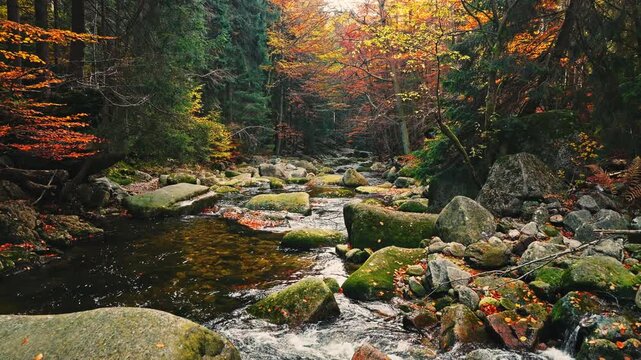 Smooth cinematic flight above a rocky forest stream surrounded by vibrant autumn foliage. Features authentic rushing water and real birdsong, creating a peaceful natural woodland atmosphere.