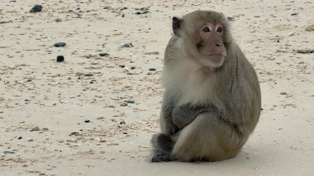 Vietnam Ha Long bay beach monkey