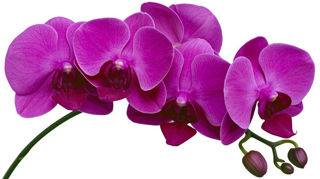 Vibrant deep purple Phalaenopsis orchid flowers with blooming buds on a stem