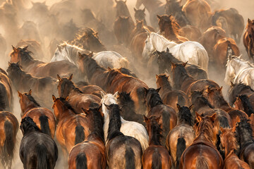 Obraz premium Golden Herd in Dusty Sunlight ai
