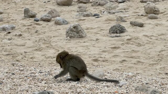 Vietnam Ha Long bay beach monkey