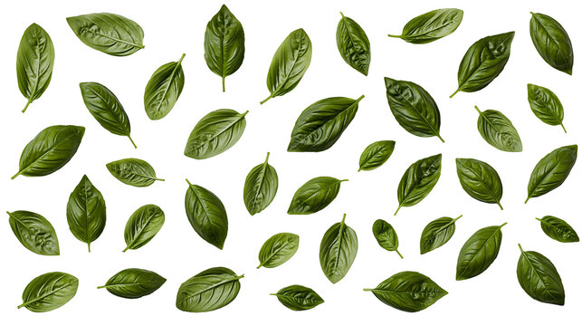 Fresh green basil leaves arranged in a scattered pattern