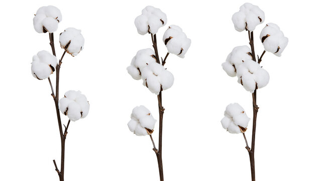 Three natural cotton plant stems with fluffy white bolls and brown woody branches