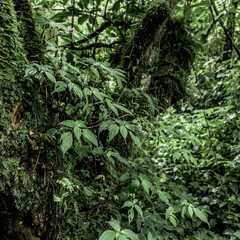 Naklejka premium Dense virunga rainforest vegetation covering ancient tree trunks