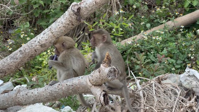 Vietnam Ha Long bay beach monkey