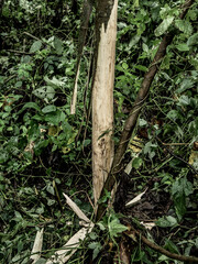 Naklejka premium Tree bark stripped in virunga jungle forest