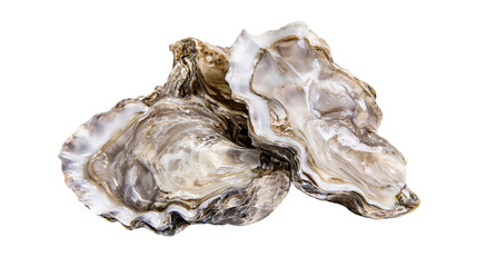 Fresh raw open oysters with textured shells and glossy nacreous interior © Theodore