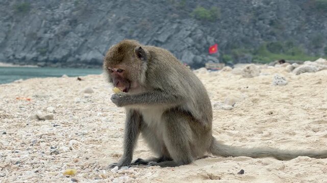 Vietnam Ha Long bay beach monkey