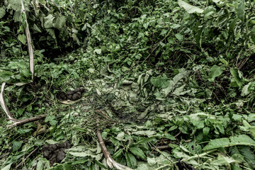 Naklejka premium Gorilla nest and droppings in virunga jungle