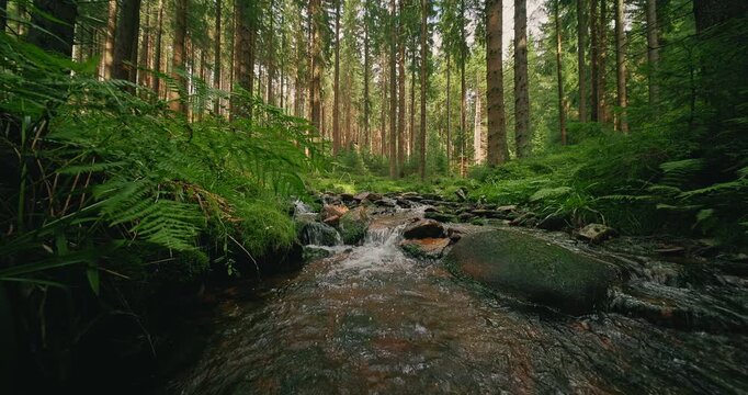 Crystal clear forest stream flowing through a lush moss-covered woodland with authentic natural sounds of running water. Peaceful static nature scene ideal for relaxation, meditation and outdoor proje