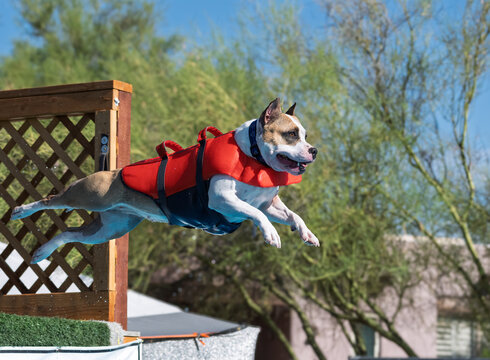 American Staffordshire terrier wearing a swim vest after jumping off a dock
