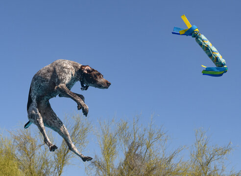 German short hair pointer dog hunched in the air to catch a toy