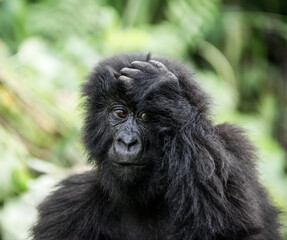 Naklejka premium Young mountain gorilla pondering in virunga forest