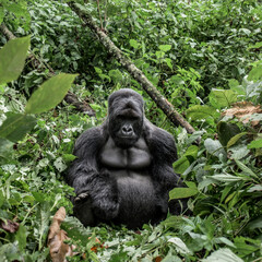 Naklejka premium Mountain gorilla silverback resting in virunga forest