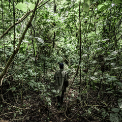 Naklejka premium Ranger patrolling tropical forest protecting virunga conservation area