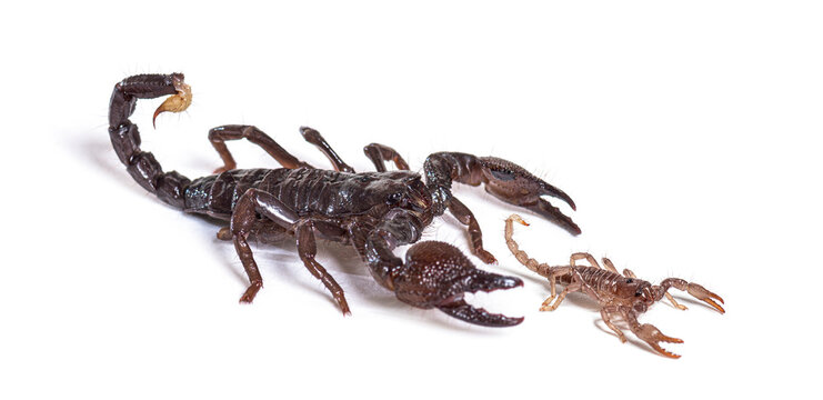 Side view of Juvenile and adult Emperor scorpion, Pandinus imperator, isolated