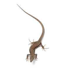 Naklejka premium Common wall lizard crawling on white background