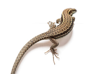 Naklejka premium Common wall lizard crawling on a white background
