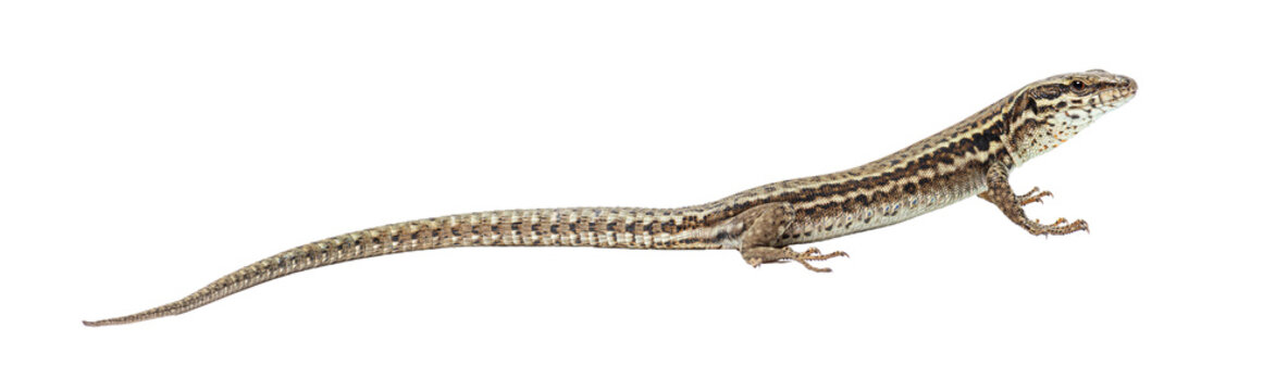 Small lizard displaying scaly skin and long tail