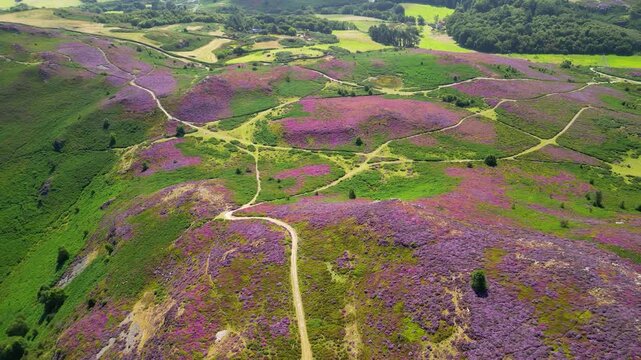 Mountain heather in full bloom on Conwy Mountain, North Wales.