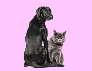 Fototapeta premium Black labrador dog and british shorthair cat sitting together