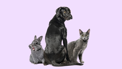 Naklejka premium Dog cat rabbit grouping on lavender background