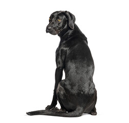 Fototapeta premium Black labrador retriever dog sitting looking back
