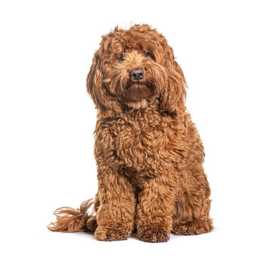 Labradoodle dog sitting looking at camera on white background