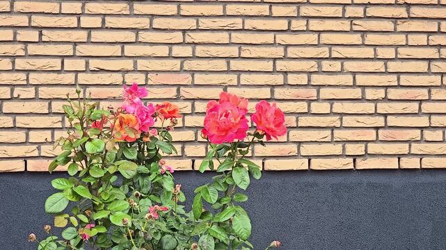 Vibrant red and pink rose bush blooming against rustic brick wall background.