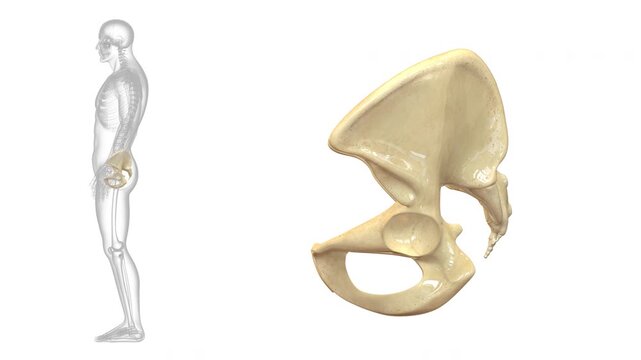 Human Skeleton System Bone Joints Anatomy Animation Concept