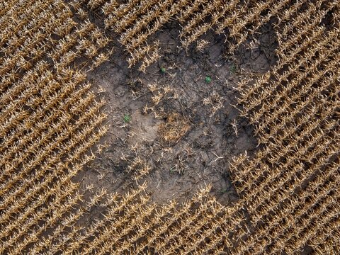 Aerial view of a damaged section in a dry cornfield with rows of withered crops and exposed soil in Coimbra, Coimbra District, Portugal.