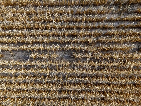 Aerial view of a harvested corn field with dry stalks arranged in neat rows across the soil in Coimbra, Coimbra District, Portugal.