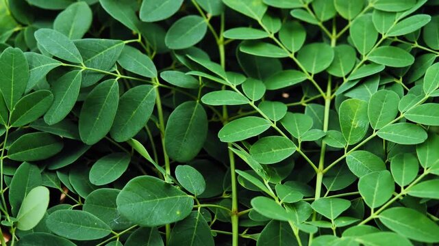 Fresh Moringa Leaves in Natural Light	