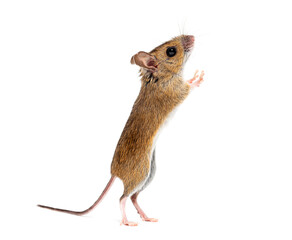 Naklejka premium Wood mouse standing on hind legs sniffing air