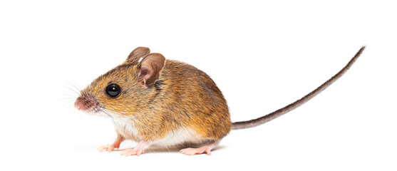 Naklejka premium Wood mouse apodemus sylvaticus standing on white background
