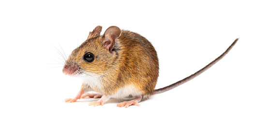 Naklejka premium Wood mouse apodemus sylvaticus standing on white background