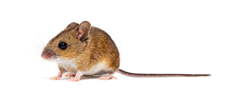 Wood mouse apodemus sylvaticus standing, isolated on white
