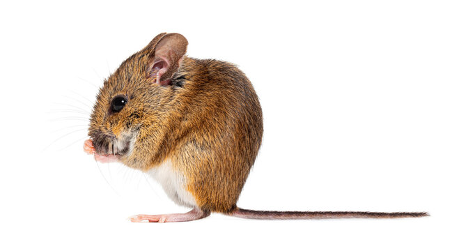 Wood mouse apodemus sylvaticus grooming portrait on white