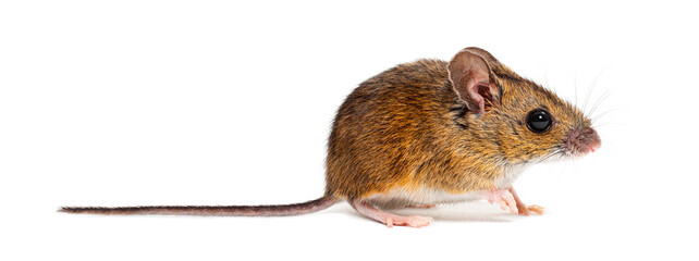Naklejka premium Wood mouse apodemus sylvaticus standing side view