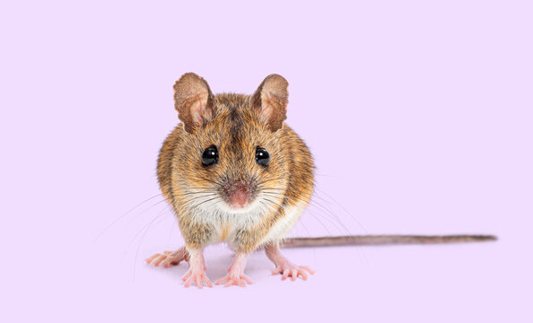 Wood mouse apodemus sylvaticus standing facing forward